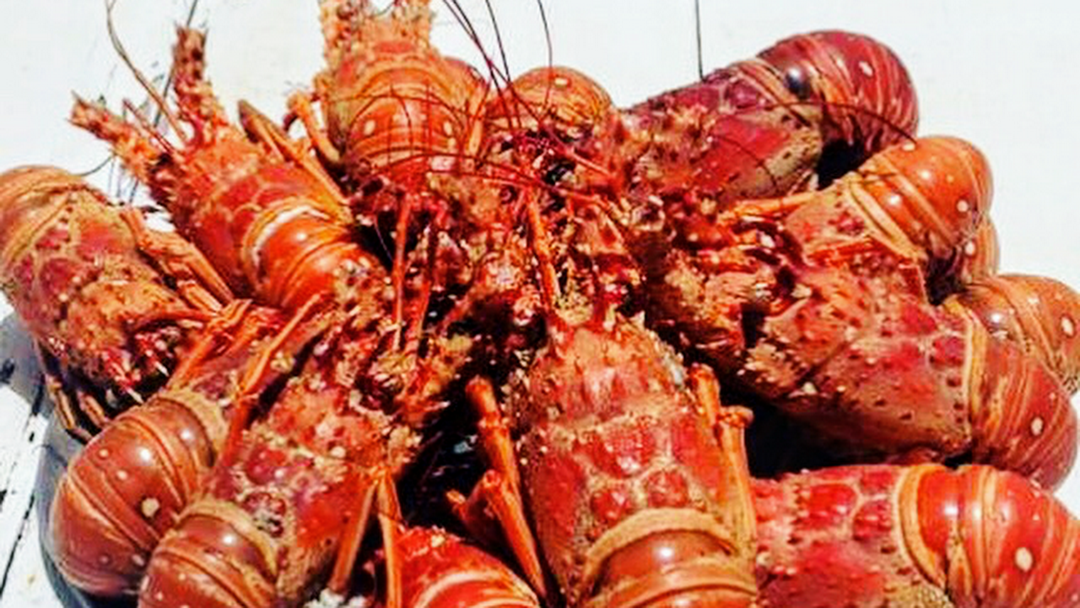 Lagosta